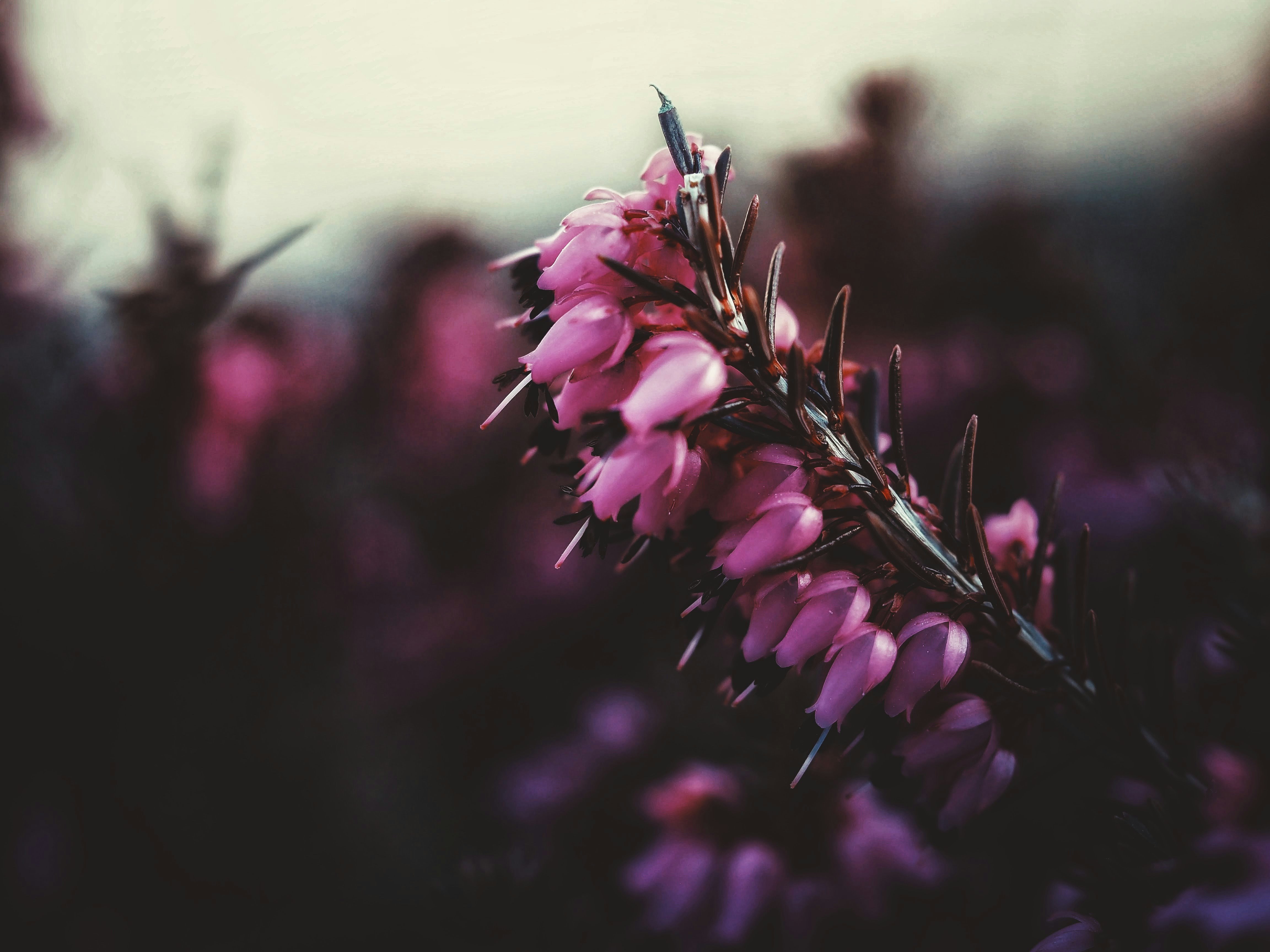 purple flower in close up photography